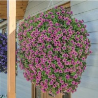 Petunia FORTADO Purple Vein ZWISAJĄCA