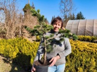 Sosna oścista 70-80cm