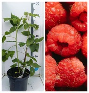 Malina Czerwona NORNA Średnio wczesna Obfite Owocowanie Duża Sadzonka C2!