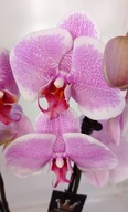 PHALENOPSIS storczyk romance 6