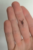 Euscorpius italicus skorpion wraz z pojemnikiem na start