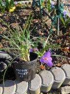 Krokus fioletowy 3 cebulki w doniczce