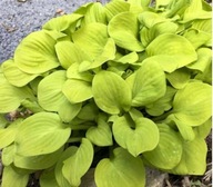 Funkia "SUN MOUSE" Hosta sadzonka