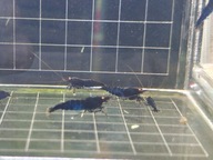 Krewetki Caridina Royal Blue Tiger OE - 10 szt.