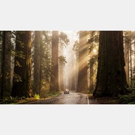 Duże drzewa sekwoje las mgła droga samochód obraz na płótnie 55x100 słońce