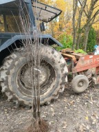 Śliwa Węgierka 150 cm - 180 cm. Pakiet 5 sztuk