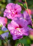 Hibiskus syryjski Sanchoyo (hibiscus syriacus) C2 20cm