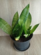 Sansevieria gwinejska średniaBLACK CORALze zdjęcia