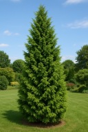 Tuja plicata 'Kórnik' żywotnik olbrzymi w doniczce P9 25-35 cm