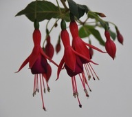 Fuksja ZIMOTRWAŁA Mrs. Popple Fuchsia