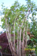 Jaśmin miotlasty drobnolistny krzewiasty inny