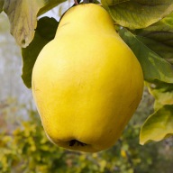 PIGWA wielkoowocowa VRANJA gruszkowa