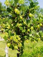 Agrest biały „Invicta” – sadzonka pienna, odmiana odporna na choroby