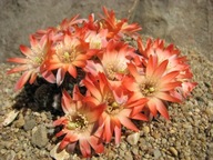 Kaktus ,Rebutia, Mediolobivia haagei v. orurensis HS 170