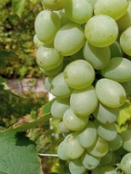 WINOROŚL Sadzonki winogron-Kiszmisz Baliet - bezpestkowy