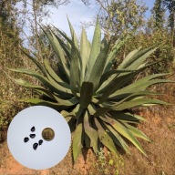 Agave salmiana – agawa meksykańska | 5 NASION + instrukcja wysiewu