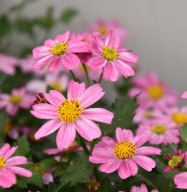 Bidens RÓŻOWY Pink Princess PACHNĄCE KWIATY