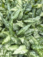 MIODUNKA WĄSKOLISTNA "SILVER BOUQUET" Pulmonaria sadzonka