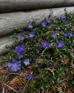 HIT - BARWINEK ZADARNIAJĄCY SADZONKI 50 SZTUK NA SKARPY 20 CM ODPORNY