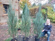 Jałowiec blue arow 170-cm