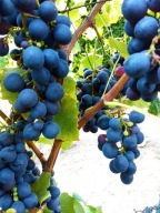 WINOROŚL Sadzonki winogron-Marechal Foch - odmiana na czerwone wino-28C