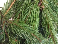 Naturalne gałązki świerkowe 2kg stroik choinka dekoracja świąteczna