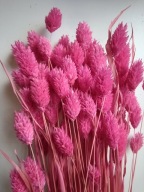 Trawy Mozga Kanar naturalna susz suszona trawa bukiet róż intensywny różowy
