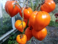 Pomidor Sederce Ashabada pomarańczowe serce pyszne nasiona kolekcjonerskie