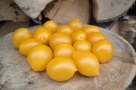 Pomidor PIENNOLO GIALLO DEL VESUVIO kolekcjonerskie nasiona pomidorów