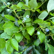 Borówka amerykańska 'Hannah's Choice' P13