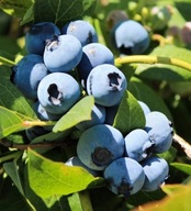 Borówka amerykańska Duke C2 40/50 cm wczesna