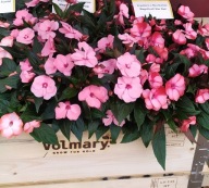 Niecierpek NG Impatiens Magnifico Soft Pink KWIATY DO PÓŁCIENIA