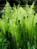 Paproć ogrodowa sadzonka w pojemniku P 11 -40 cm pod drzewa zadarniająca