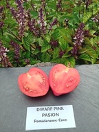 Pomidor DWARF Pink Passion malinowy niski idealny do donic samo kończący