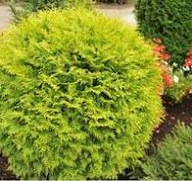 Tuja danica mini kulka aurea żółta producent doniczka2l JESIENNA PROMOCJA!!