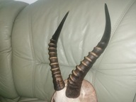 Rogi antylopa afrykańska, duża.