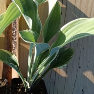 Funkia duża Hosta "Regal Splendor"