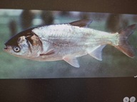 Tołpyga biała ( czyściciel)