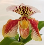 storczyk paphiopedilum sabotek