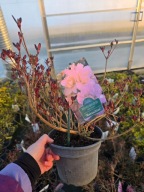 Azalia japońska Maraschino 2L