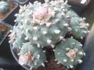 Kaktus Lophophora williamsii duża z ziemią i donicą L25+ gratisy +ogrzewacz