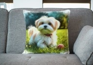 Poduszka 40/40cm Maltańczyk Maltese