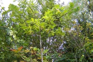 Dąb czerwony pagodowy szczepiony na pniu okaz 180 cm inny