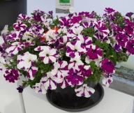 Petunia ZWISAJĄCA AlpeTunia PURPLE WHITE SKY