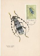 Owady - 6 maximumkart