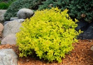 Tawuła japońska Goldmound na pniu (spiraea japonica 'Goldmound') C3 30/40cm