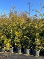 Thuja tuja Brabant 120-130cm zestaw 6 sztuk