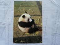 PANDA WIELKA PIECZĄTKA Z ZOO WARSZAWA