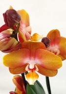 PHALENOPSIS storczyk multiflora las vegas 4