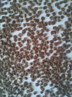 Olcha czarna - NASIONA 20g - 20 tyś sztuk PROMOCJA